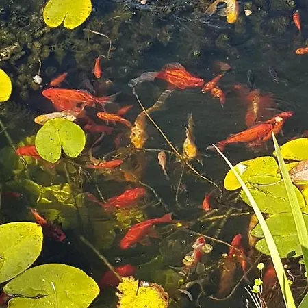 дургунската къща -durgunskata Kashta Stolat