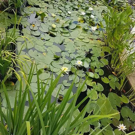 Guest house дургунската къща -durgunskata Kashta 4*