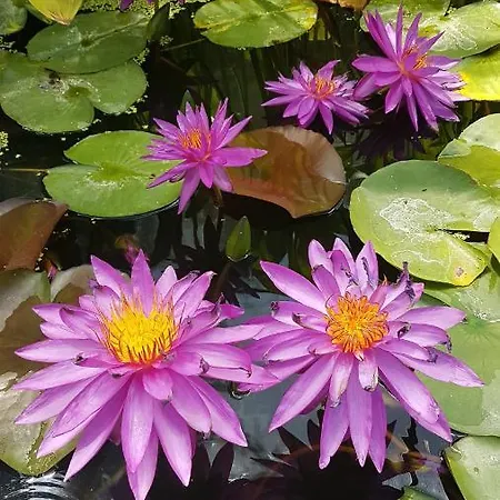 Guest house дургунската къща -durgunskata Kashta