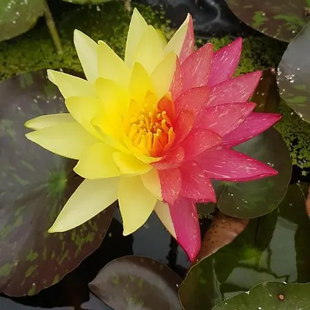 дургунската къща -durgunskata Kashta 4*