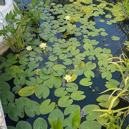 дургунската къща -durgunskata Kashta 4* Stolat